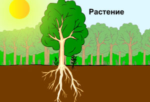 Корни растений подстраиваются под капиллярную сеть почвы
